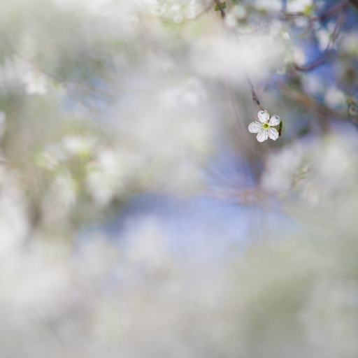 2019-04-09 / olilignan
olilignan [Flore et Botanique]
