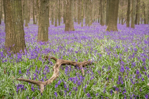 2019-07-25 / pierrot73210
pierrot73210 [Flore et Botanique]
