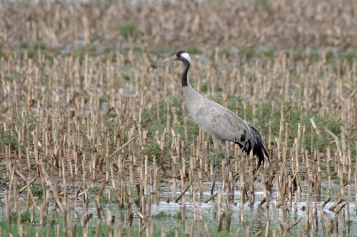 2020-03-14 / charlysouho
charlysouho [Faune sauvage]
