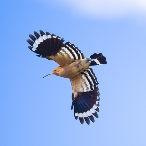 2020-05-01 / olilignan
olilignan [Faune sauvage]
