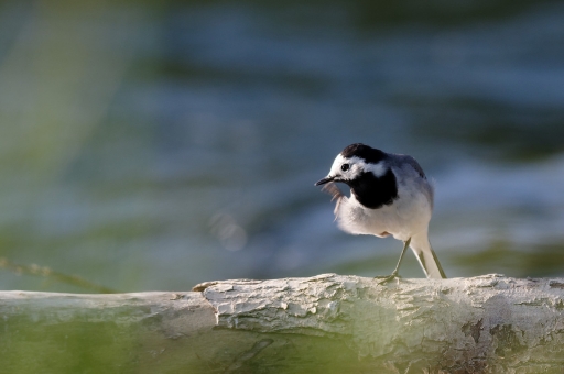 2020-05-14 / charlysouho
charlysouho [Faune sauvage]
