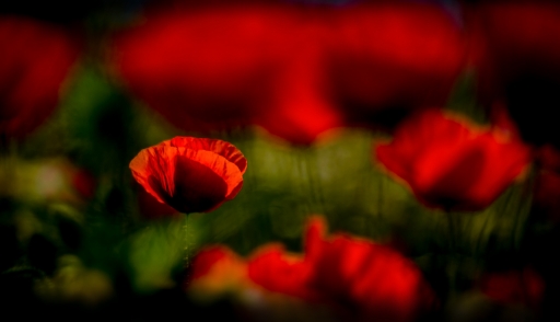 2020-05-20 / olilignan
olilignan [Flore et botanique]
