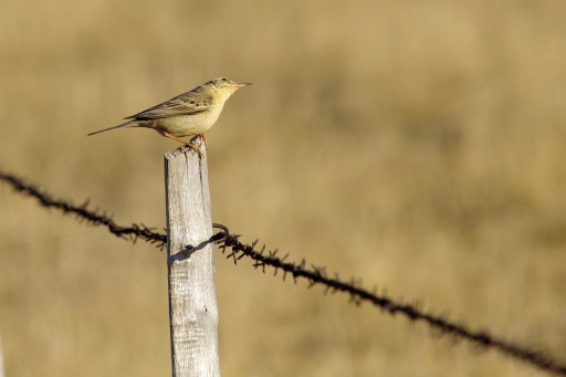 2020-06-11 / david81
david81 [Faune sauvage]
