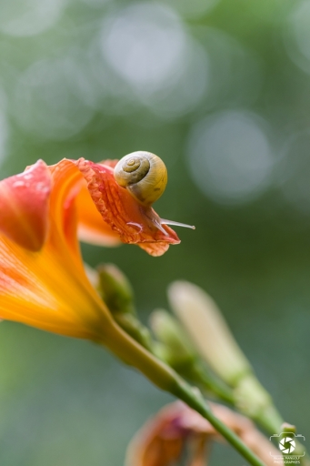 2020-06-23 / nicolas03
nicolas03 [Macro et proxiphotographie nature]
