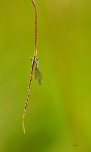 2020-07-21 / yuma
yuma [Macro et proxiphotographie nature]
