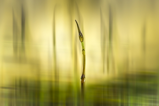 2020-12-11 / Opus21
Opus21 [Macro et proxiphotographie nature]
