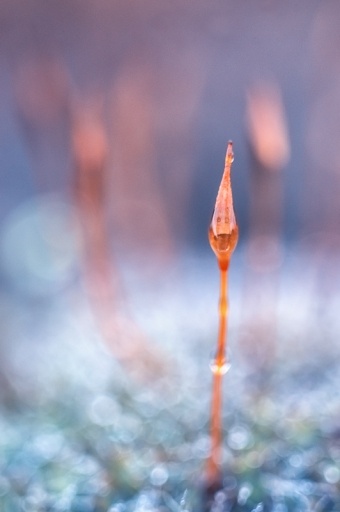 2020-03-24 / galuchar
galuchar [Macro et proxiphotographie nature]
