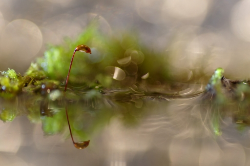 2021-01-09 / charlysouho
charlysouho [Macro et proxiphotographie nature]

