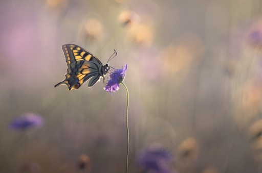 2021-01-19 / donlope
donlope [Macro et proxiphotographie nature]
