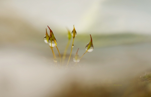 2021-02-01 / yuma
yuma : [Macro et proxiphotographie nature]
