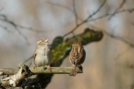 2021-02-20 / charlysouho
charlysouho : [Faune sauvage]
