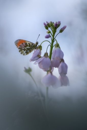 2021-03-16 / donlope01
donlope01 [Macro et proxiphotographie nature]
