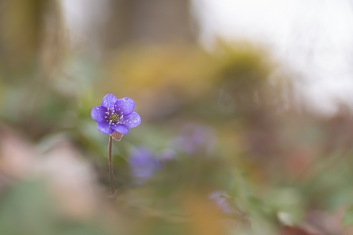 2021-03-19 / Opus21
Opus21 [Flore et Botanique]
