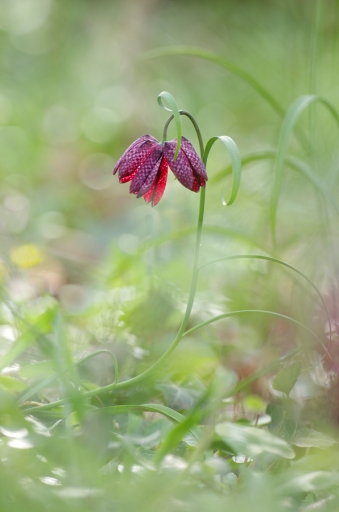2021-04-02 / Mitoufle
Mitoufle [Flore et Botanique]
