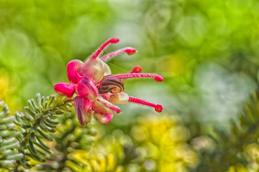 2021-04-10 / cricri38 
cricri38 [Flore et Botanique]
