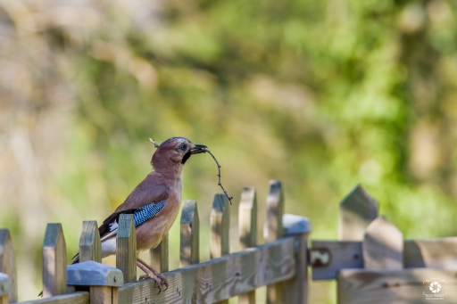 2021-04-19 / nicolas03
nicolas03 [Faune sauvage] 
