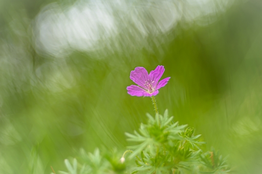 2021-05-15 / Opus21
Opus21 [Flore et Botanique]
