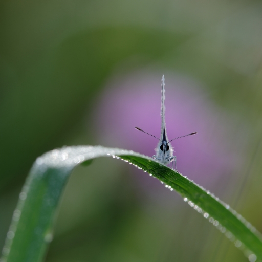 2021-08-13 / charlysouho
charlysouho [Macro et proxiphotographie nature]
