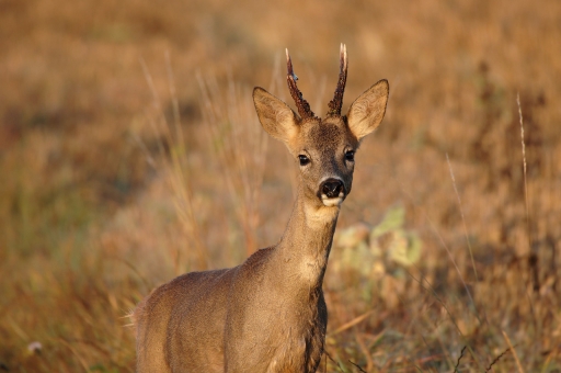 2021-10-02 / charlysouho
charlysouho [Faune sauvage] 
