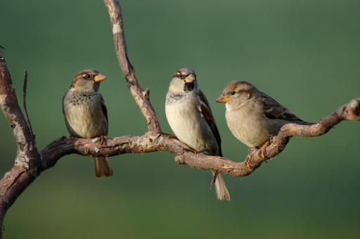 2021-12-04 / charlysouho
charlysouho [Faune sauvage] 
