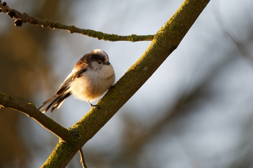 2022-02-26 / charlysouho
charlysouho [Faune sauvage] 
