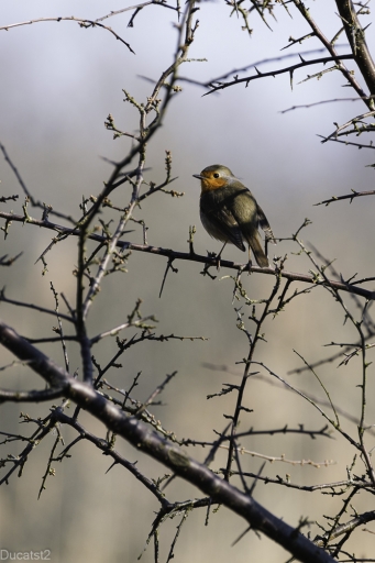 2022-03-05 / ducatst2
ducatst2 [Faune sauvage]
