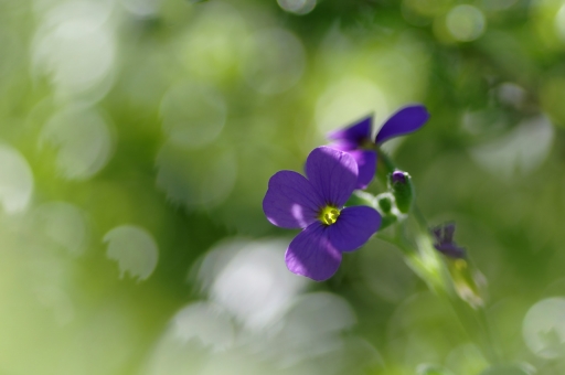 2022-03-26 / charlysouho
charlysouho [Flore et Botanique]
