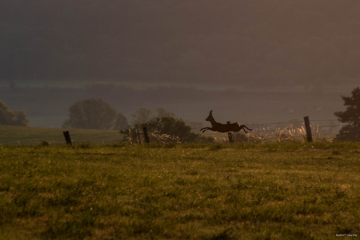 2022-06-18 / norbert57
norbert57 [Faune sauvage] 
