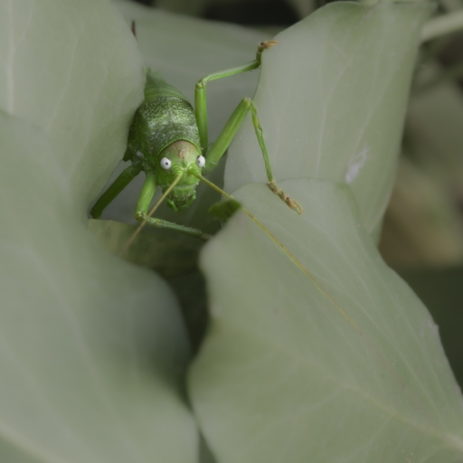 2022-06-25 / MIMO31
MIMO31 [Macro et proxiphotographie nature]
