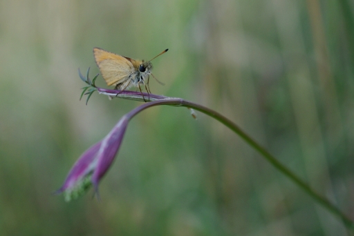 2022-07-02 / noa08
noa08 [Macro et proxiphotographie nature]

