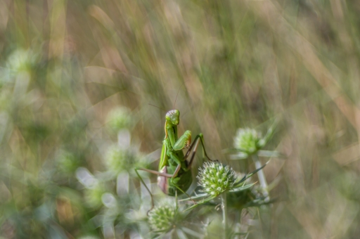 2022-08-12 / Opus21
Opus21 [Macro et proxiphotographie nature]
