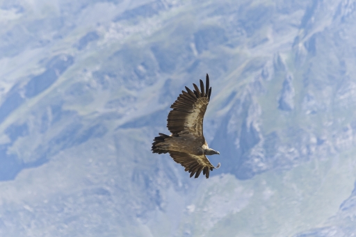 2022-08-16 / jagulian
jagulian [Faune sauvage] 
