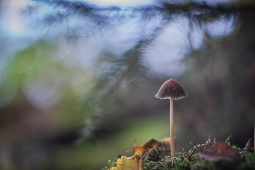 2022-10-22 / Opus21
Opus21 [Macro et proxiphotographie nature]
