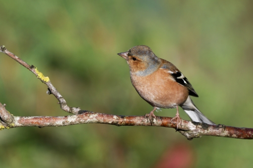 2022-11-12 / charlysouho
charlysouho [Faune sauvage] 
