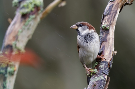 2022-12-10 / charlysouho
charlysouho [Faune sauvage] 
