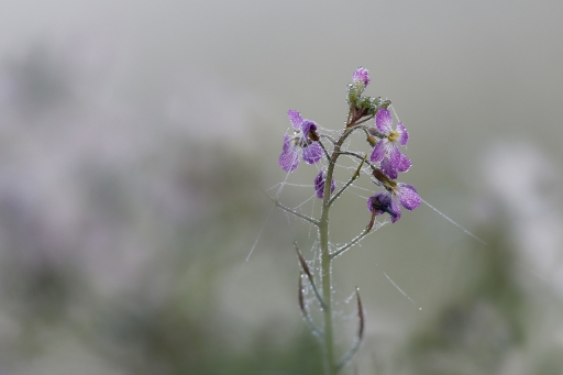 2022-12-15 / charlysouho
charlysouho [Flore et Botanique]
