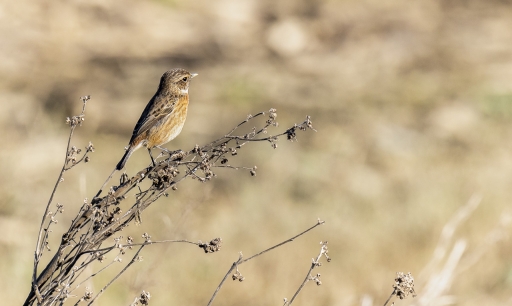 2022-12-24 / jagulian
jagulian [Faune sauvage] 
