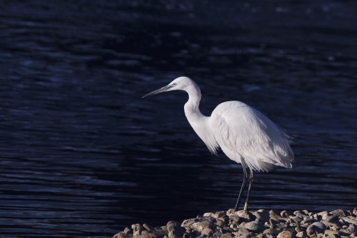 2023-03-2 / olilignan
olilignan [Faune sauvage] 
