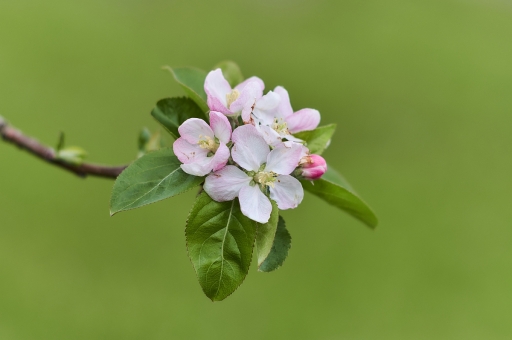 2023-04-22 / vinhug
vinhug [Flore et Botanique]
