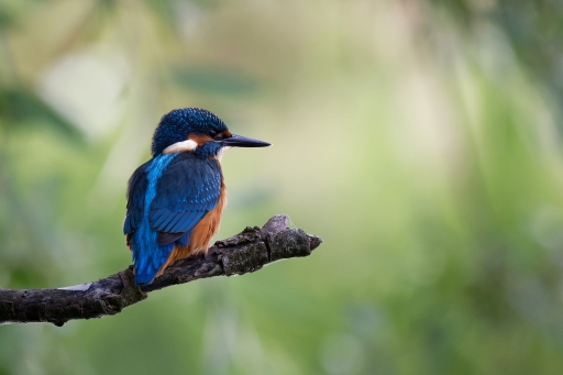 2023-08-11 / charlysouho
charlysouho [Faune sauvage] 
