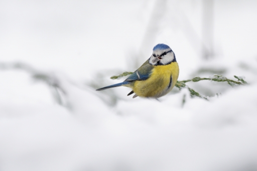 2024-01-20 / charlysouho
charlysouho [Faune sauvage] 
