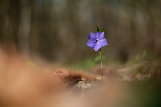 2024-03-09 / charlysouho
charlysouho [Flore et Botanique]
