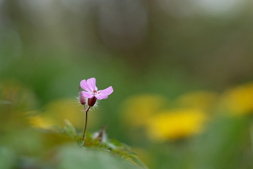 2024-04-14 / charlysouho
charlysouho [Flore et Botanique]

