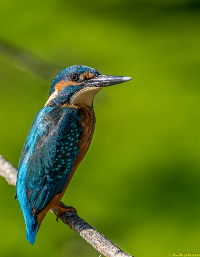 2017-02-04 / phoenix1366
phoenix1366 [Faune sauvage]
