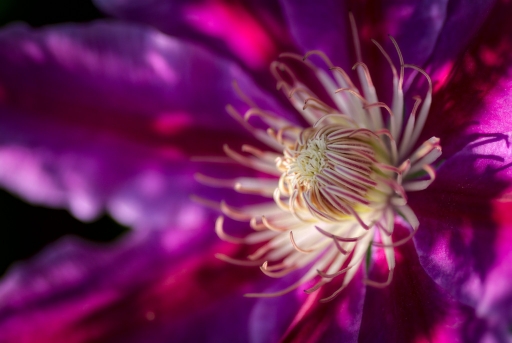 2017-06-23 / Kadix Le Gaulois
Kadix Le Gaulois [Flore et Botanique]
