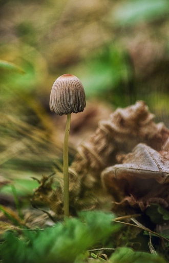 2017-10-01 / TOFTOF
TOFTOF [Flore et Botanique]
