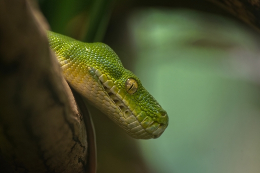 2018-06-23 / berzip
berzip [Animaux domestiques ou captifs]
