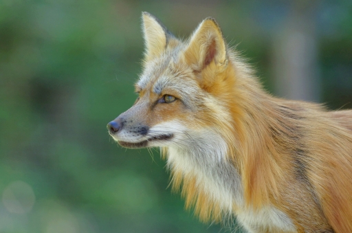 2018-08-03 / papy57
papy57 [Animaux domestiques ou captifs]
