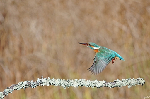 2019-02-07 / CarpoDingo
CarpoDingo [Faune sauvage]
