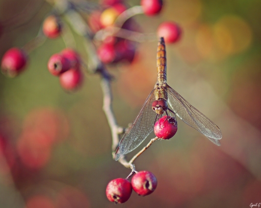 2019-04-06 / CarpoDingo
CarpoDingo [Macro et proxiphotographie nature]
